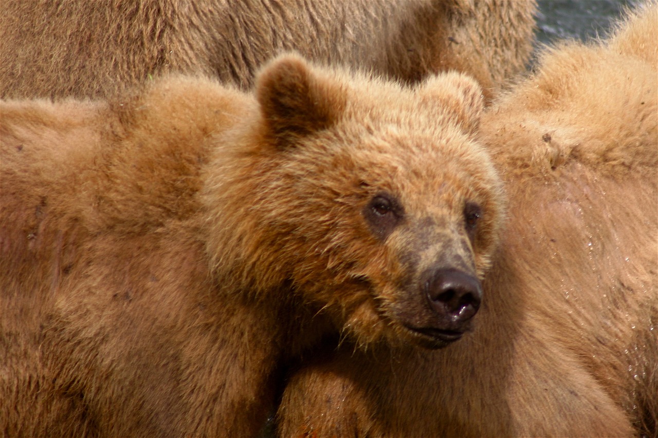 kodiak bear bear predator free photo