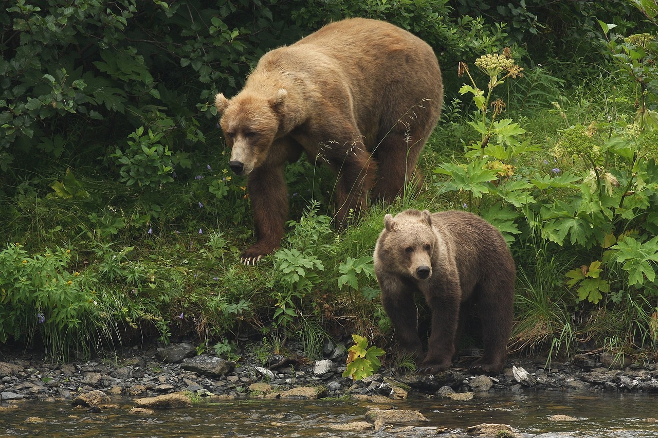 kodiak bears portrait wildlife free photo