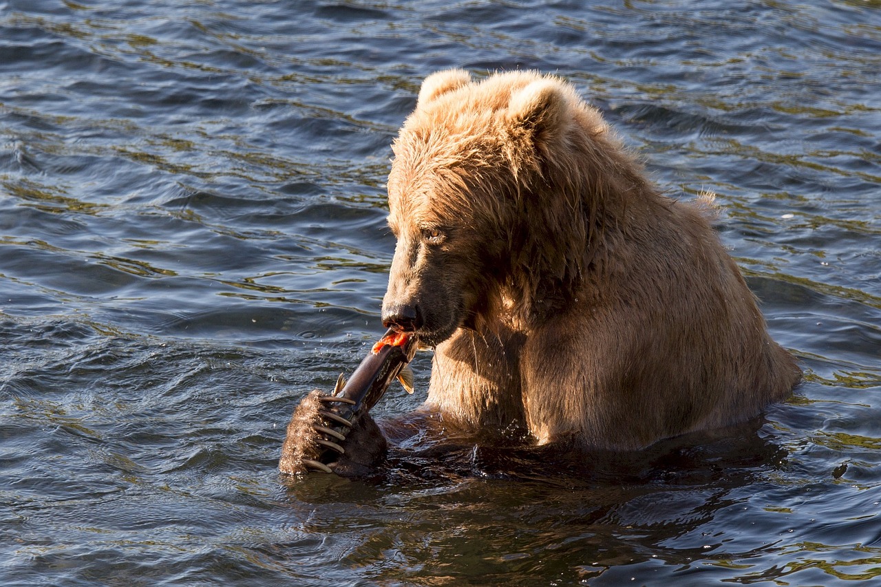 kodiak brown bear eating fish free photo