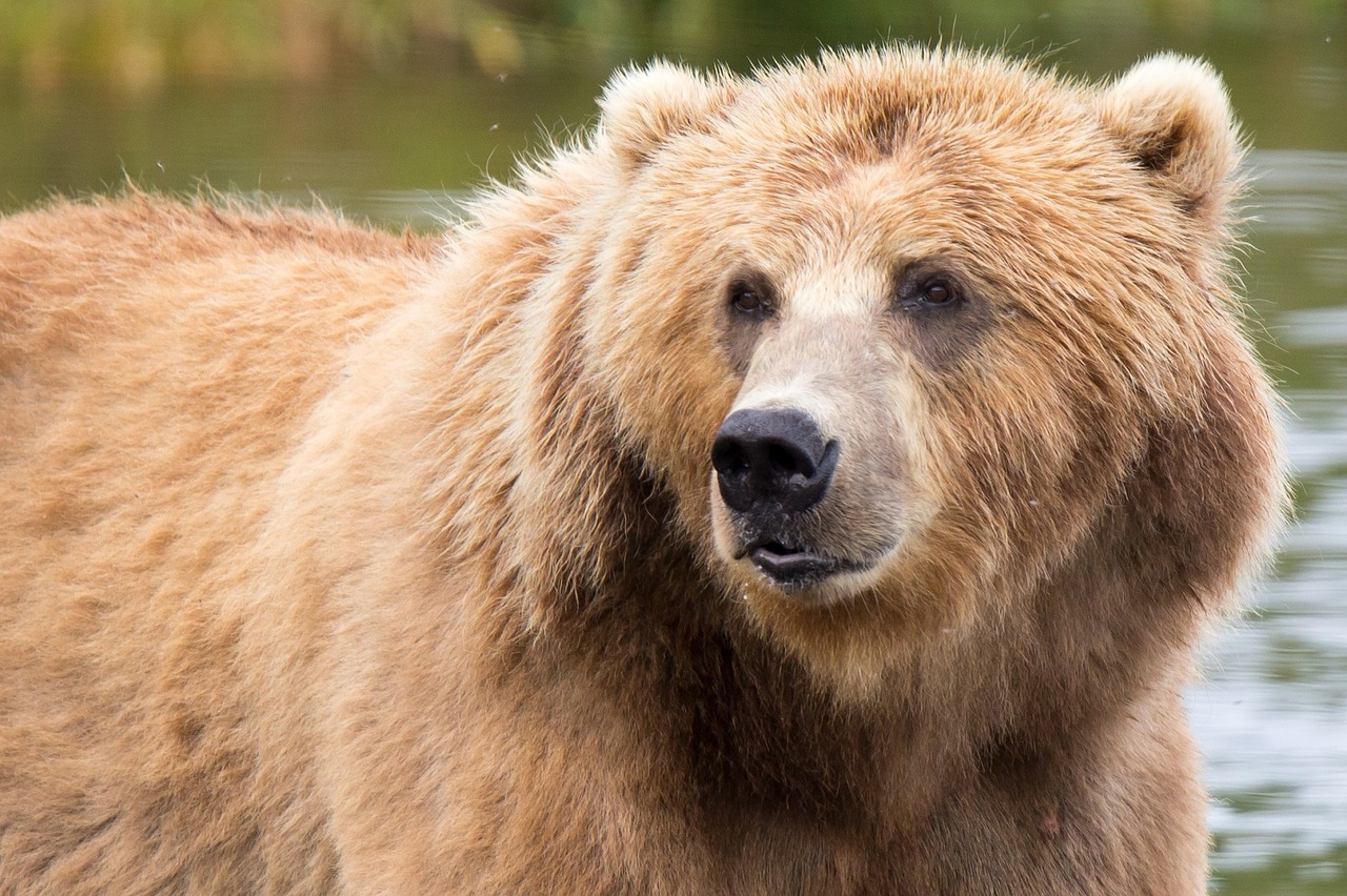 kodiak brown bear mammal predator free photo
