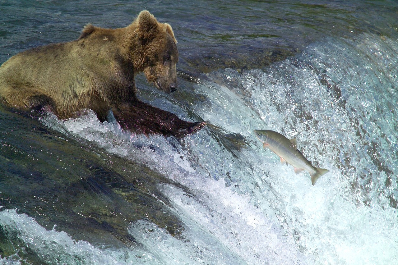 kodiak brown bear fishing water free photo