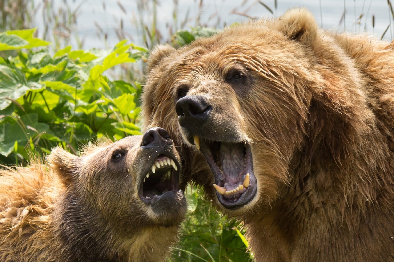 kodiak brown bears sow cub free photo