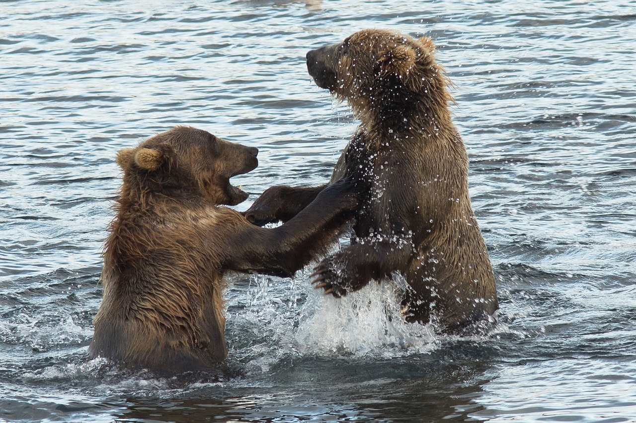 kodiak brown bears water standing free photo