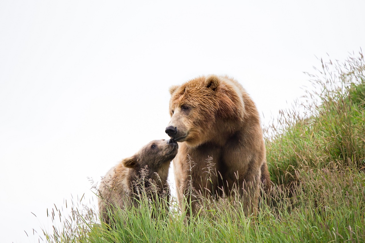 kodiak brown bears cub female free photo