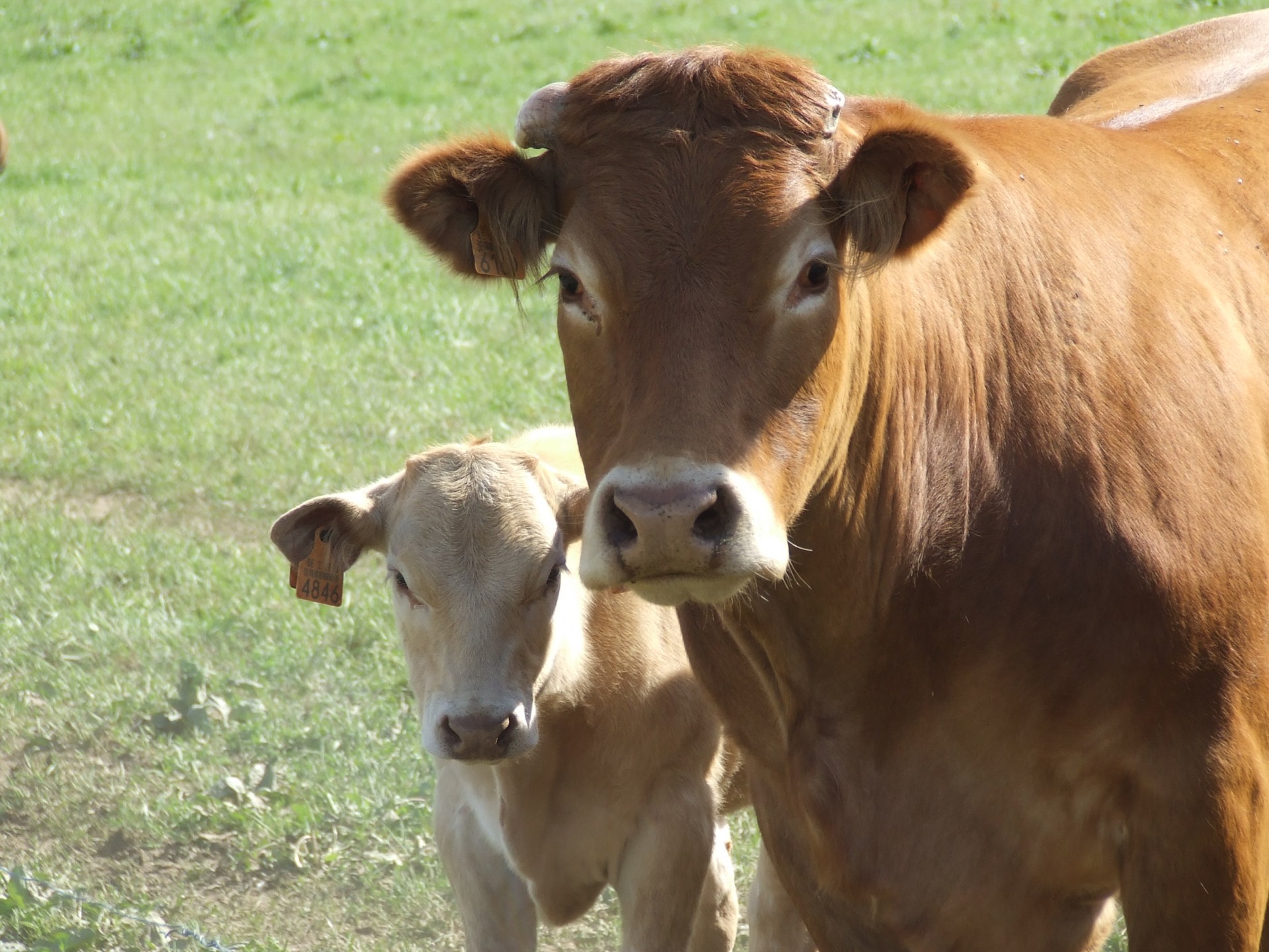 cow calf meadow free photo