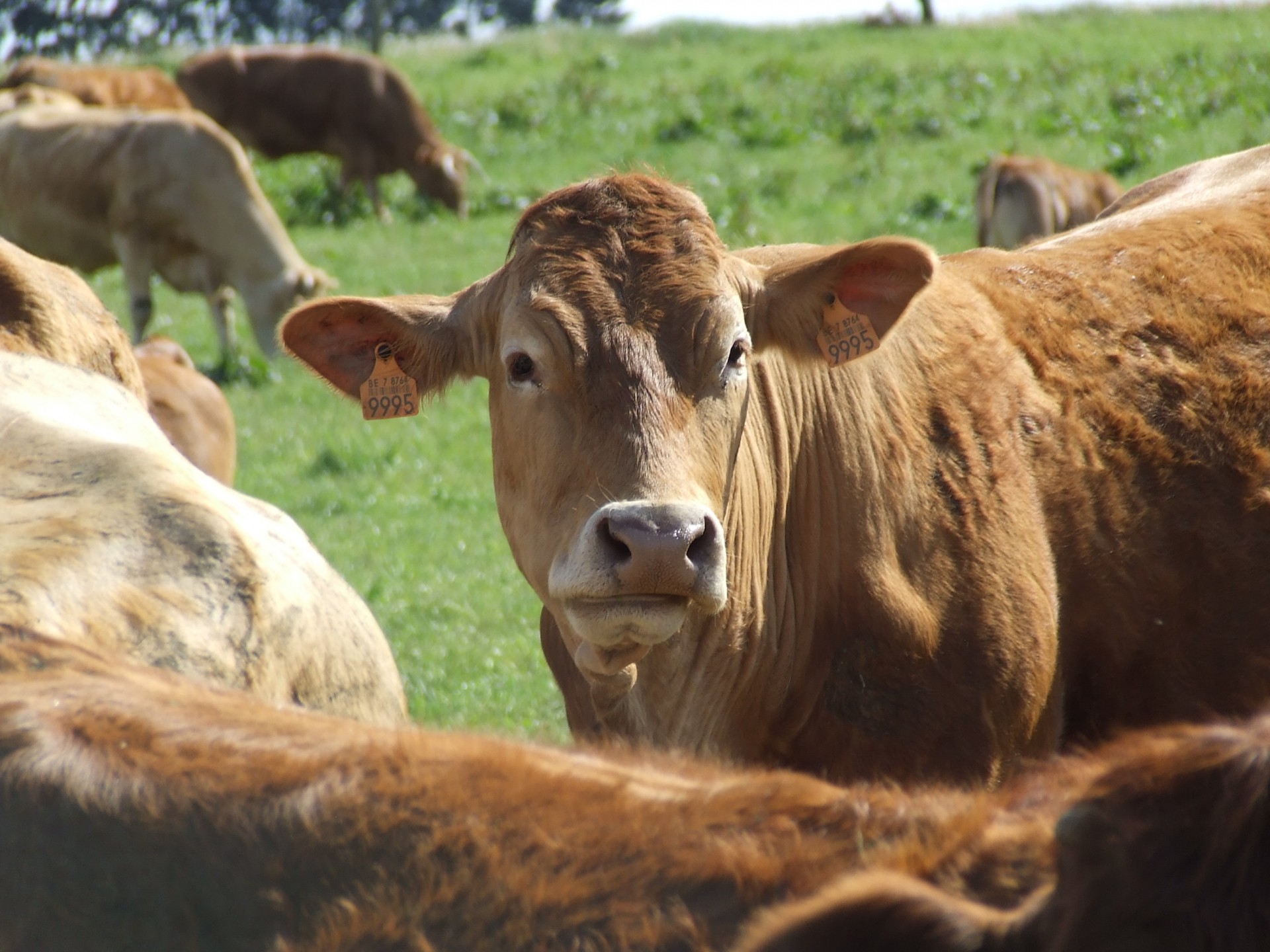 cow brown earmarking free photo