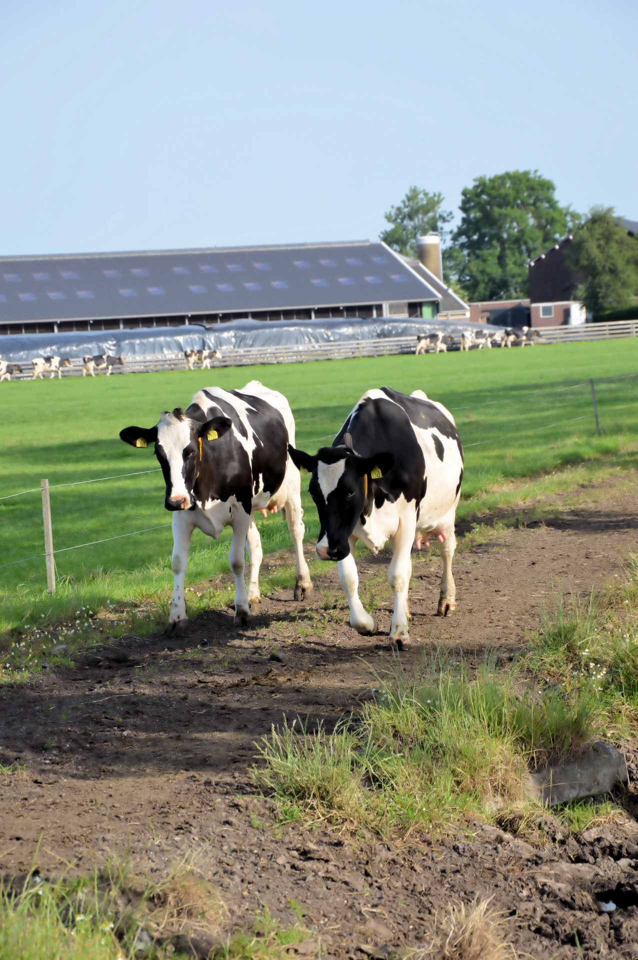 cow bull livestock free photo