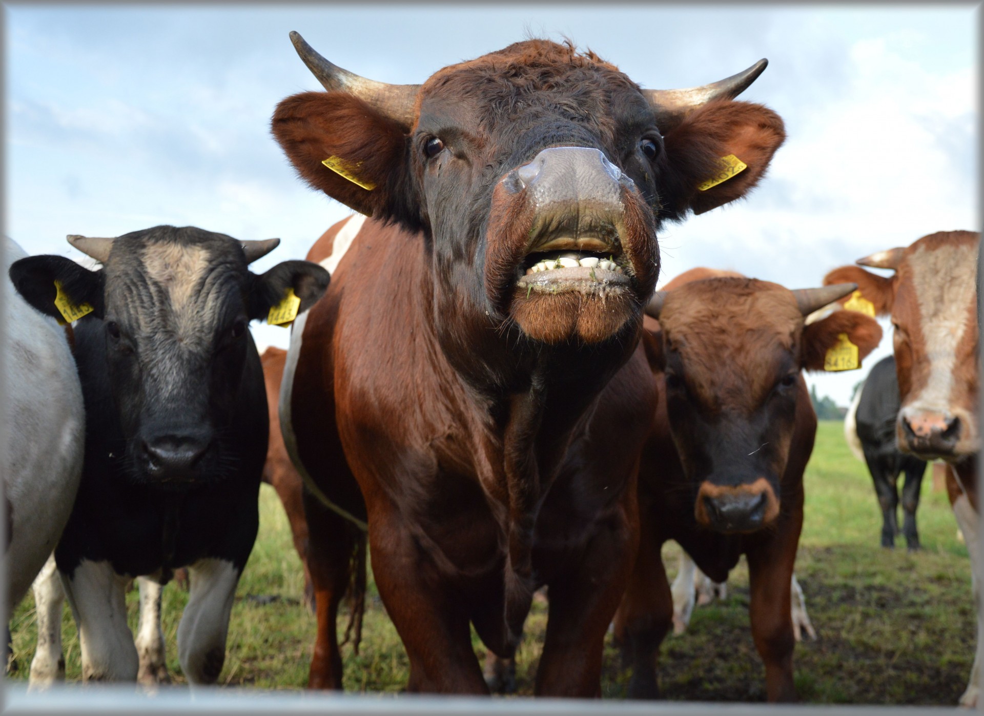 bull cow cattle free photo