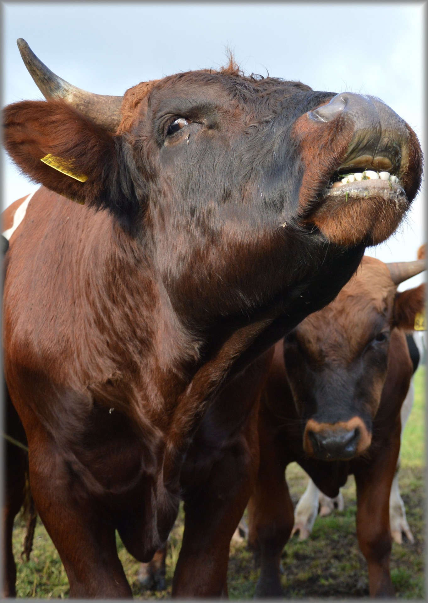 bull cow cattle free photo