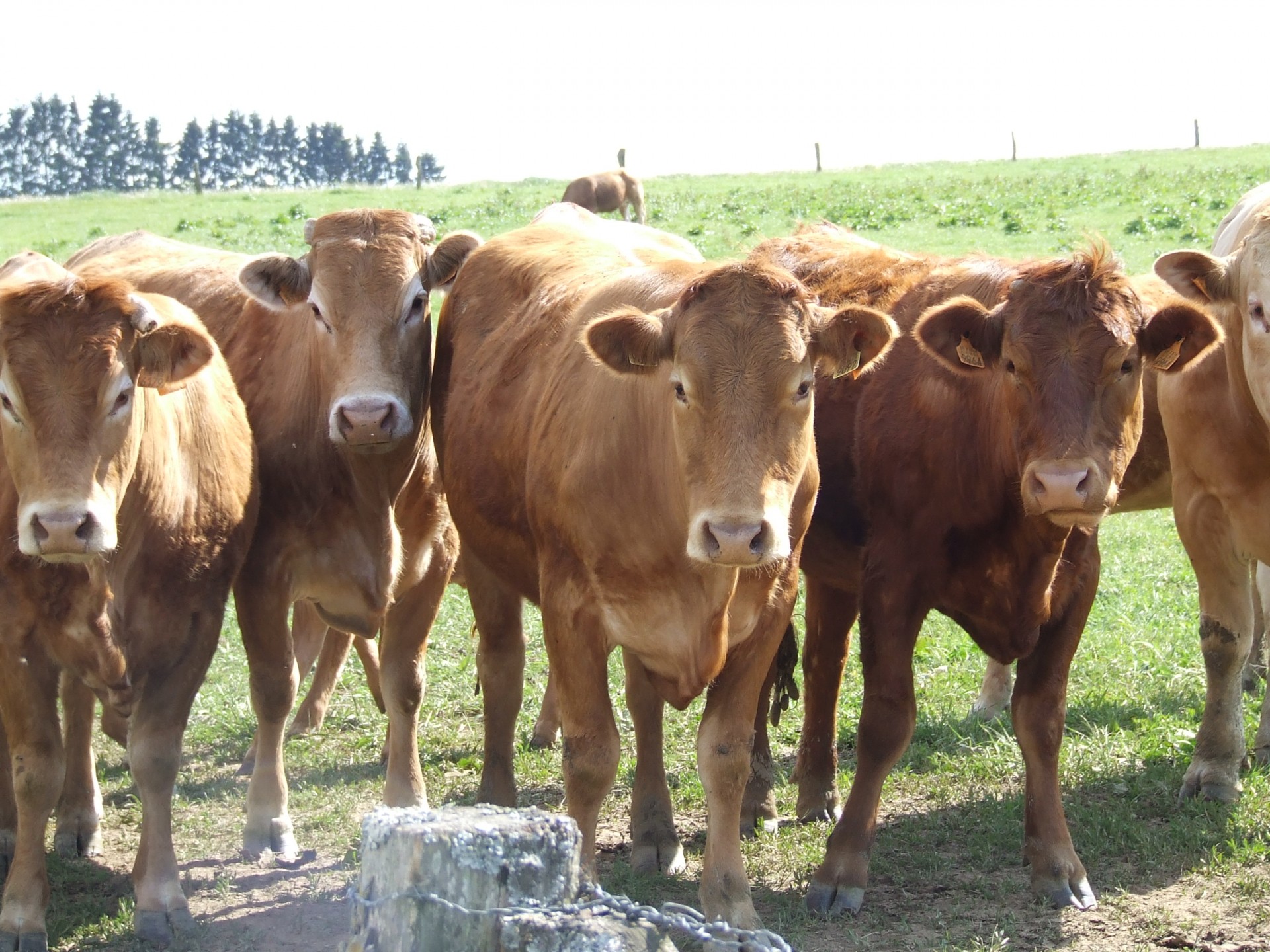 cows brown cows free photo