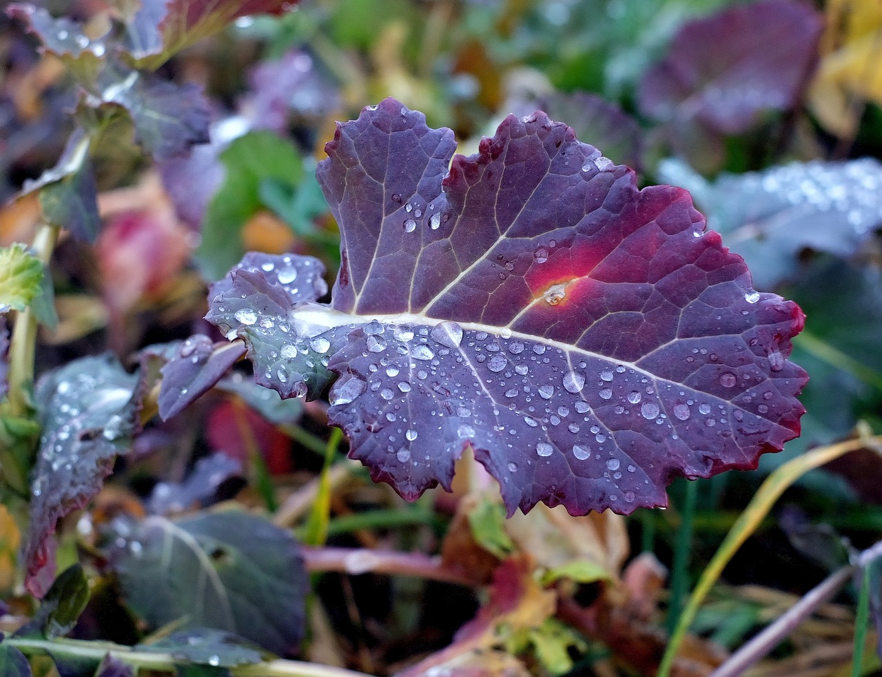 kohl leaf raindrop free photo