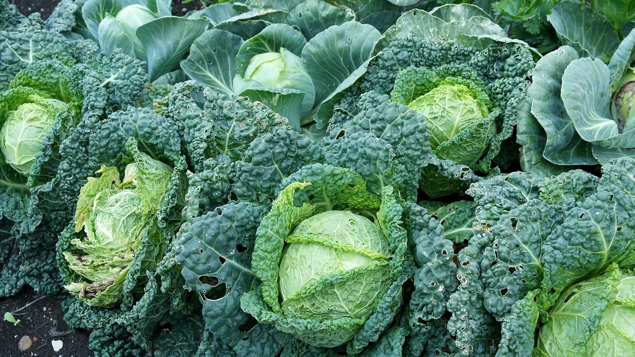 kohl vegetables healthy free photo
