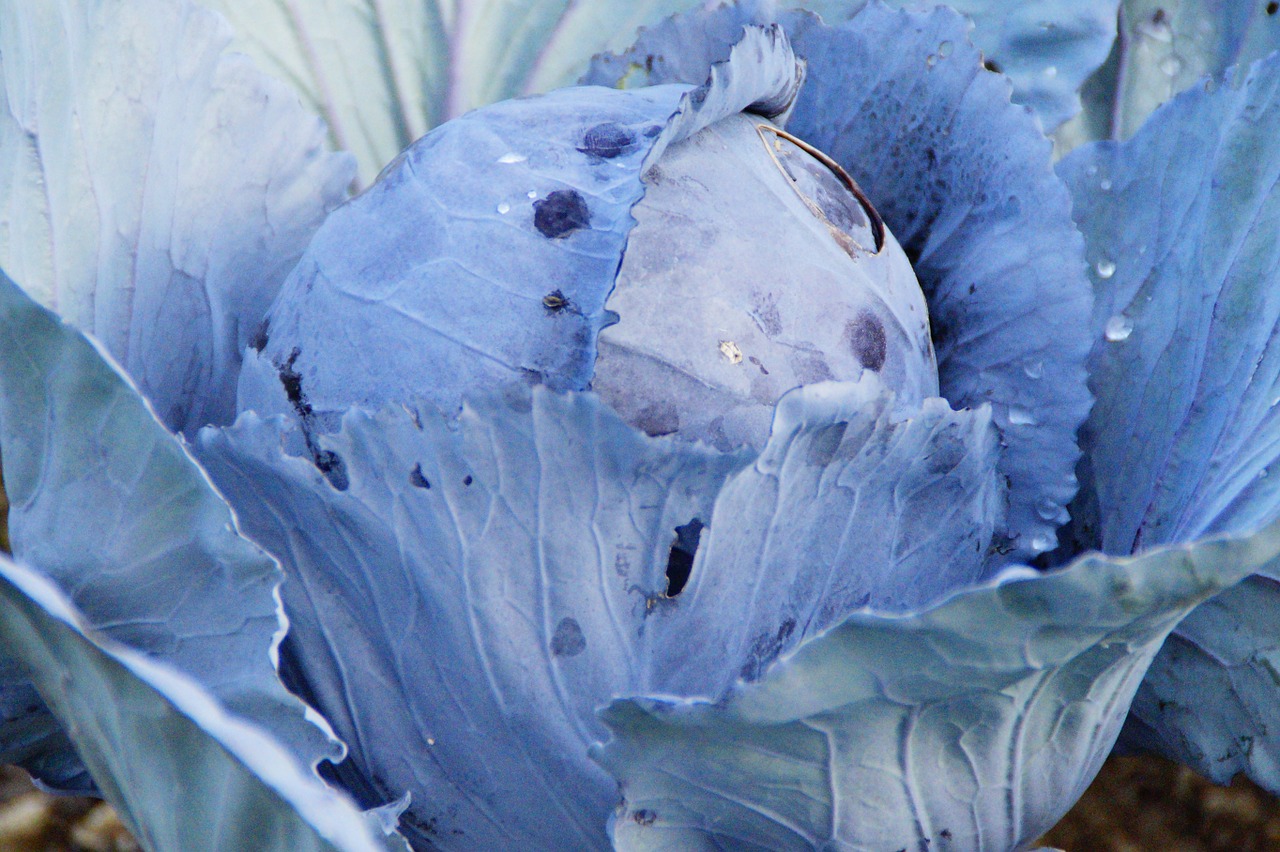 kohl red cabbage cabbage free photo