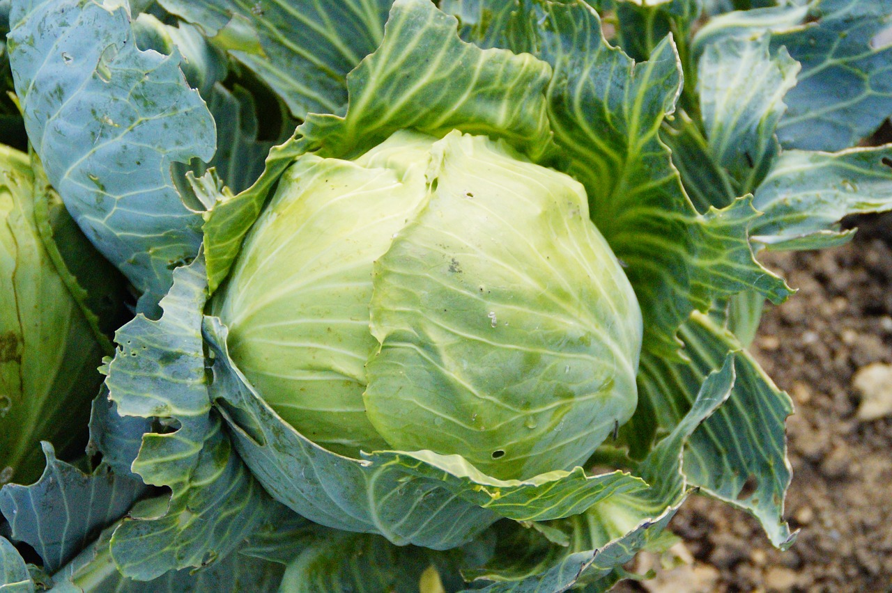 kohl cabbage green free photo