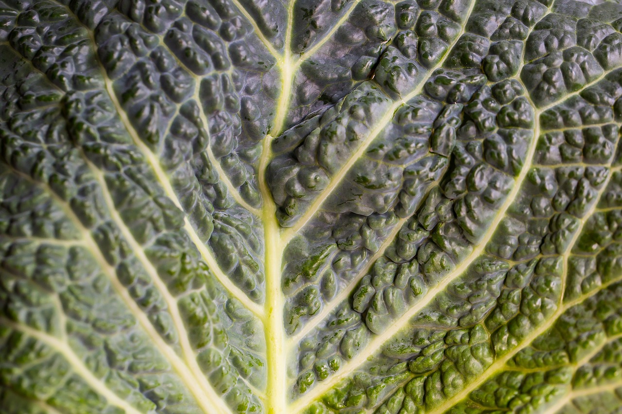 kohl leaf head cabbage free photo