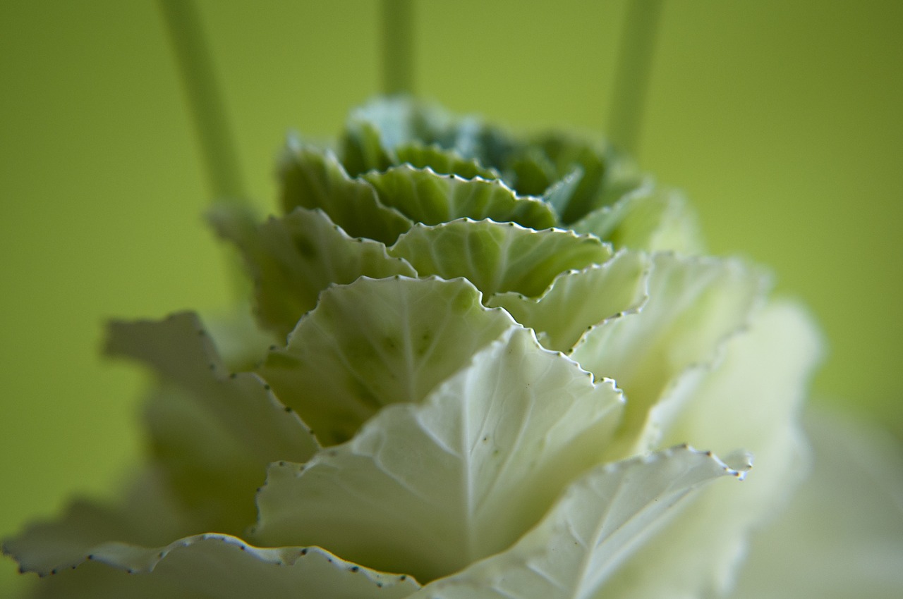 kohl blossom bloom free photo