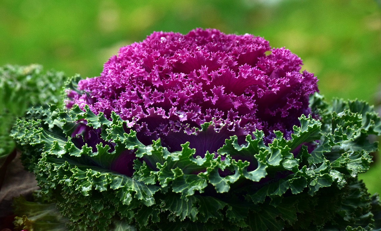 kohl plant ornamental cabbage free photo