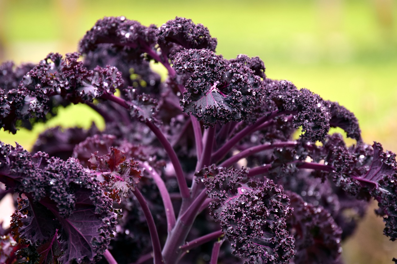 kohl kale red green cabbage free photo