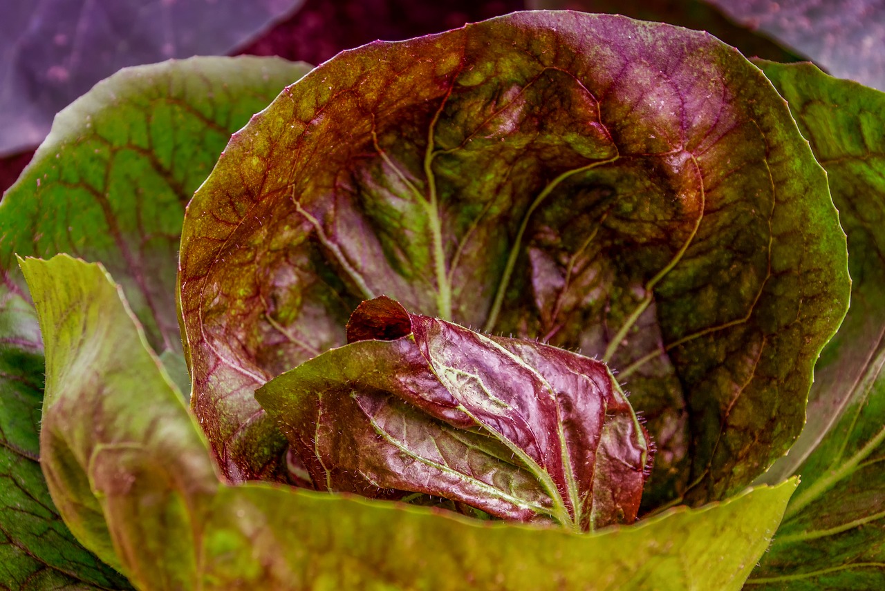 kohl  cabbage  cabbage leaves free photo