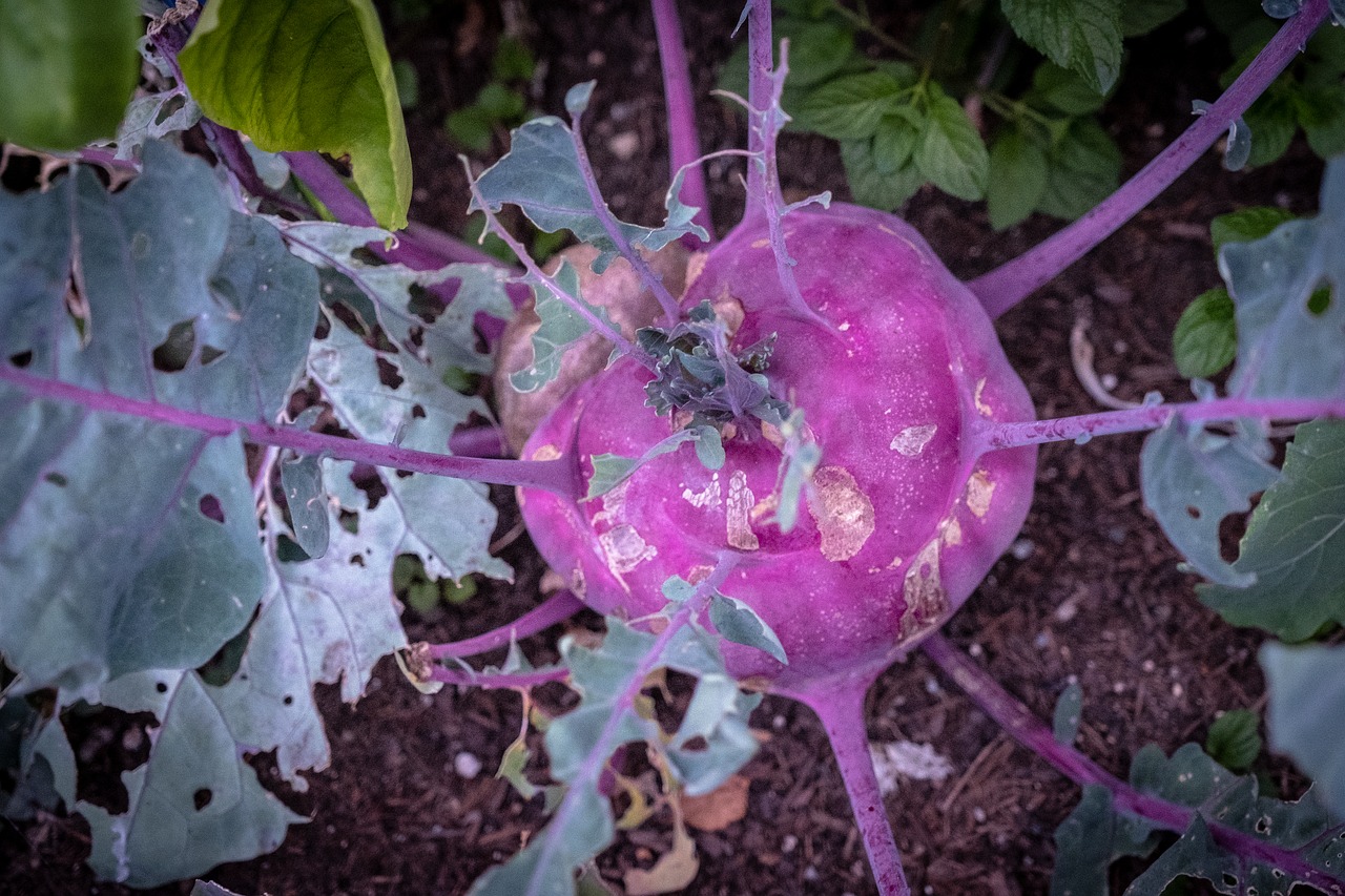 kohl  red cabbage  food free photo