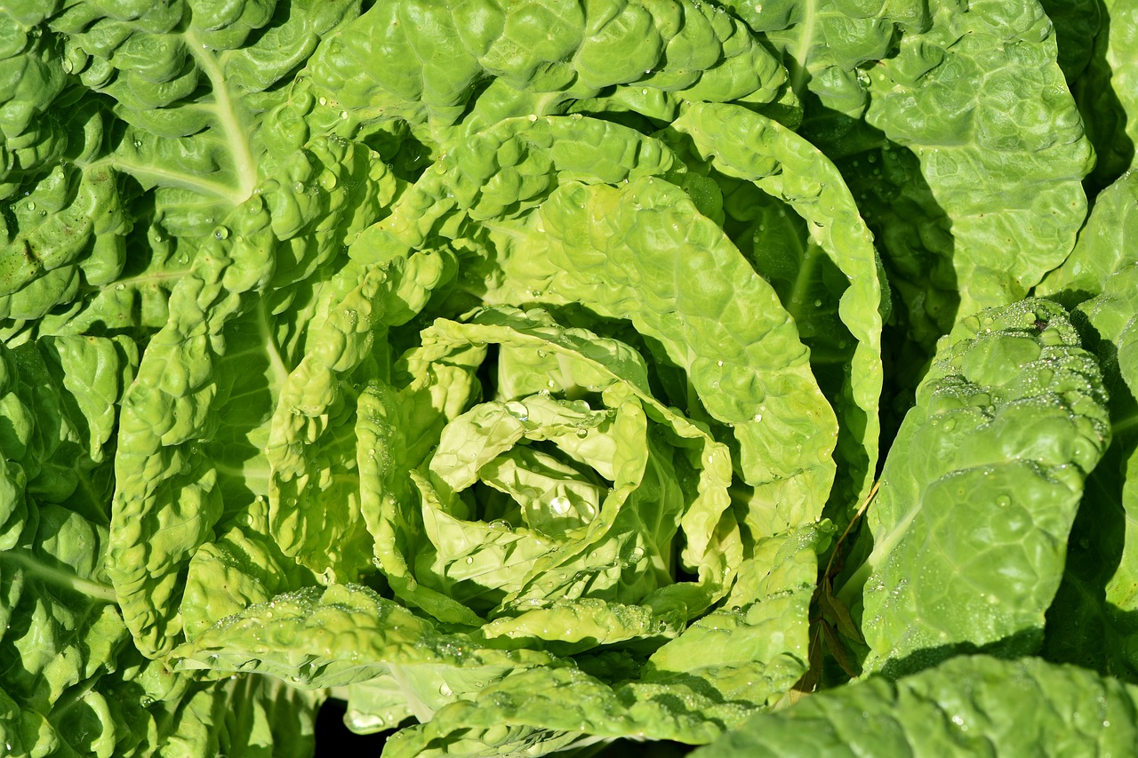 kohl  cabbage  vegetables free photo