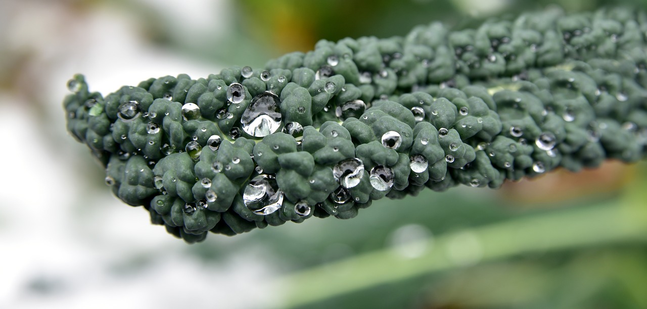 kohl  cabbage leaf  winter free photo