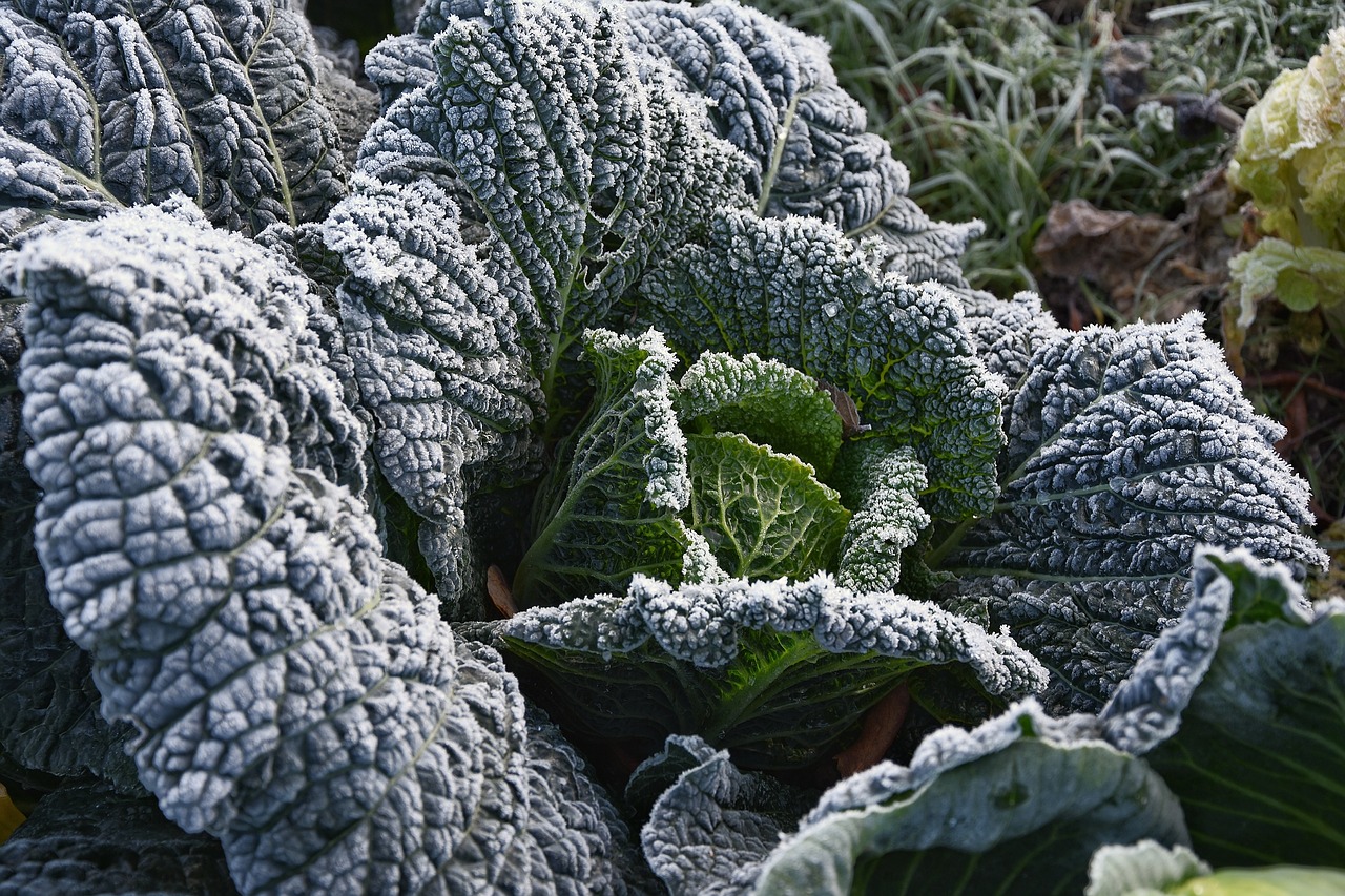 kohl  garden  vegetables free photo