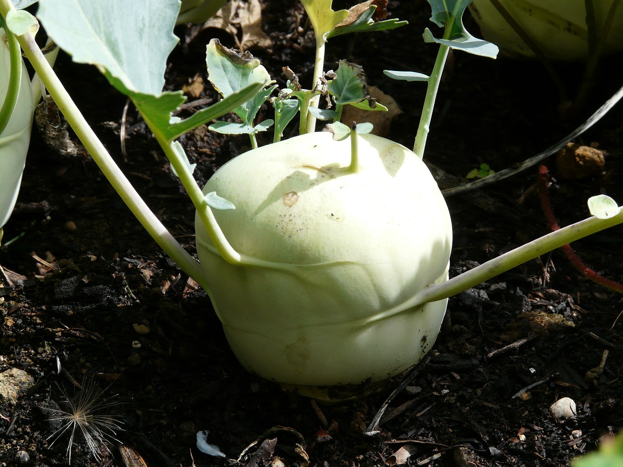kohlrabi vegetables turnip free photo