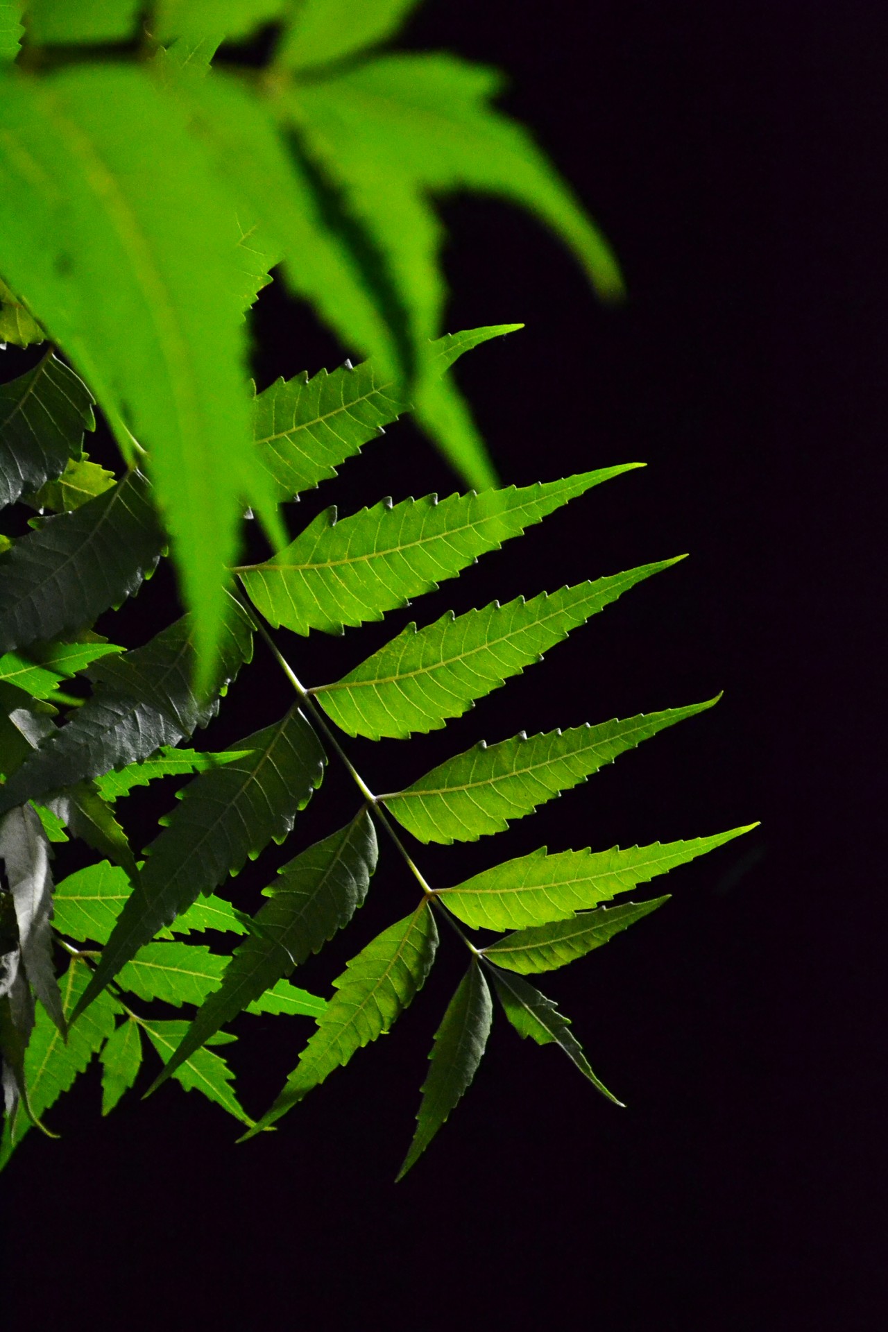 kohomba tree kohomba leafs night free photo