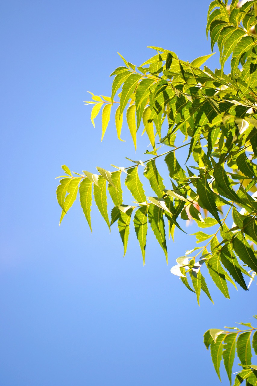 kohomba leafs blue sky clear sky free photo