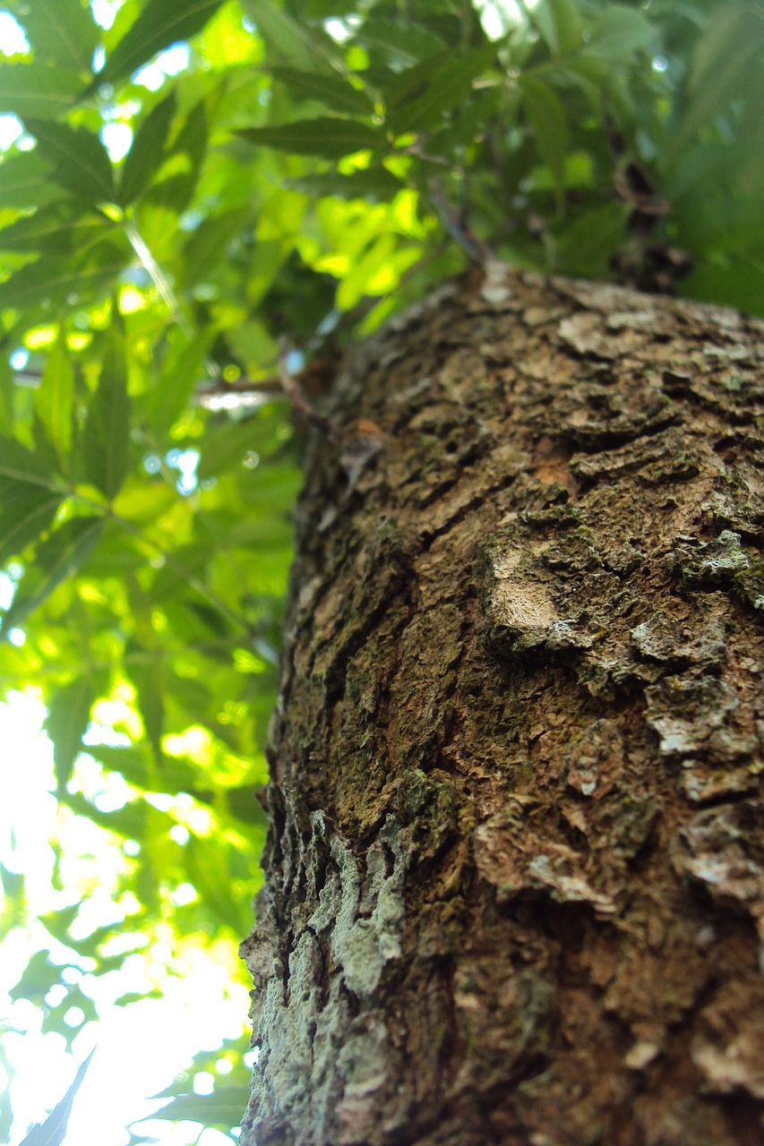 kohomba tree nature tree trunk free photo