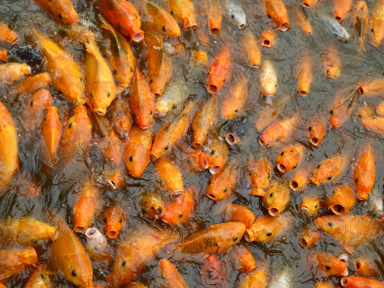 koi goldfish fish free photo