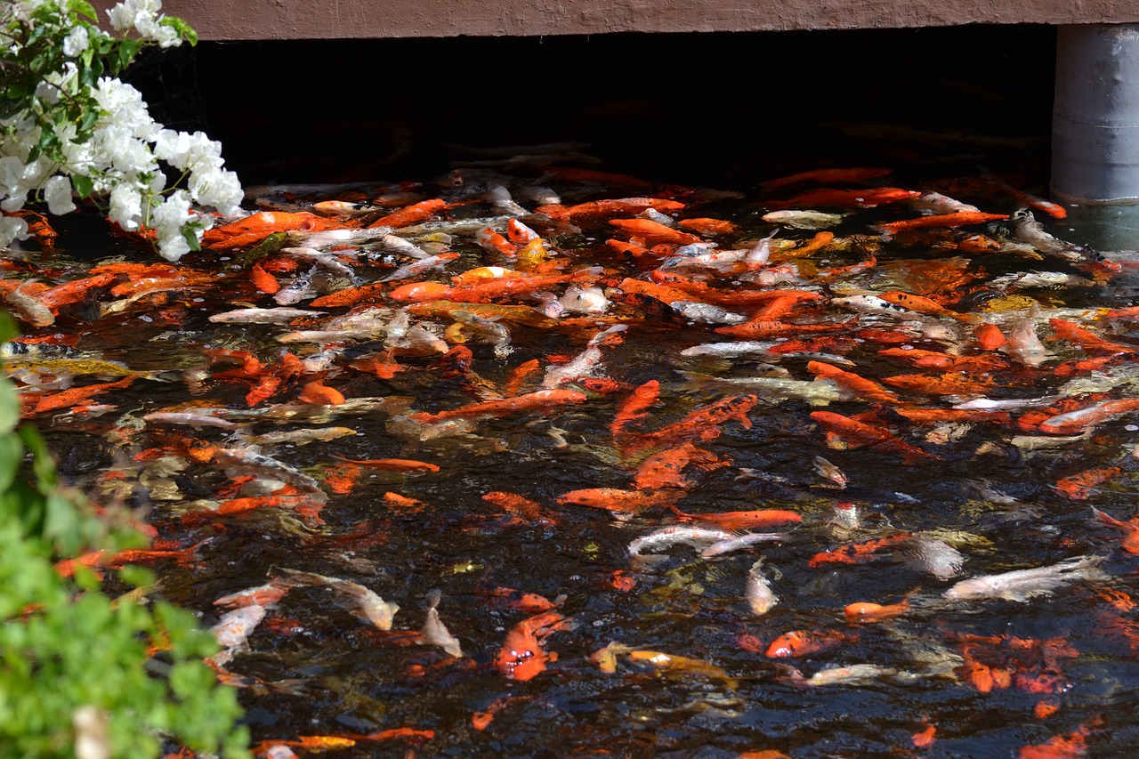 koi pond fish free photo