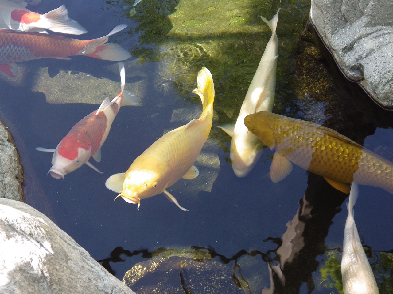 koi fish pond free photo