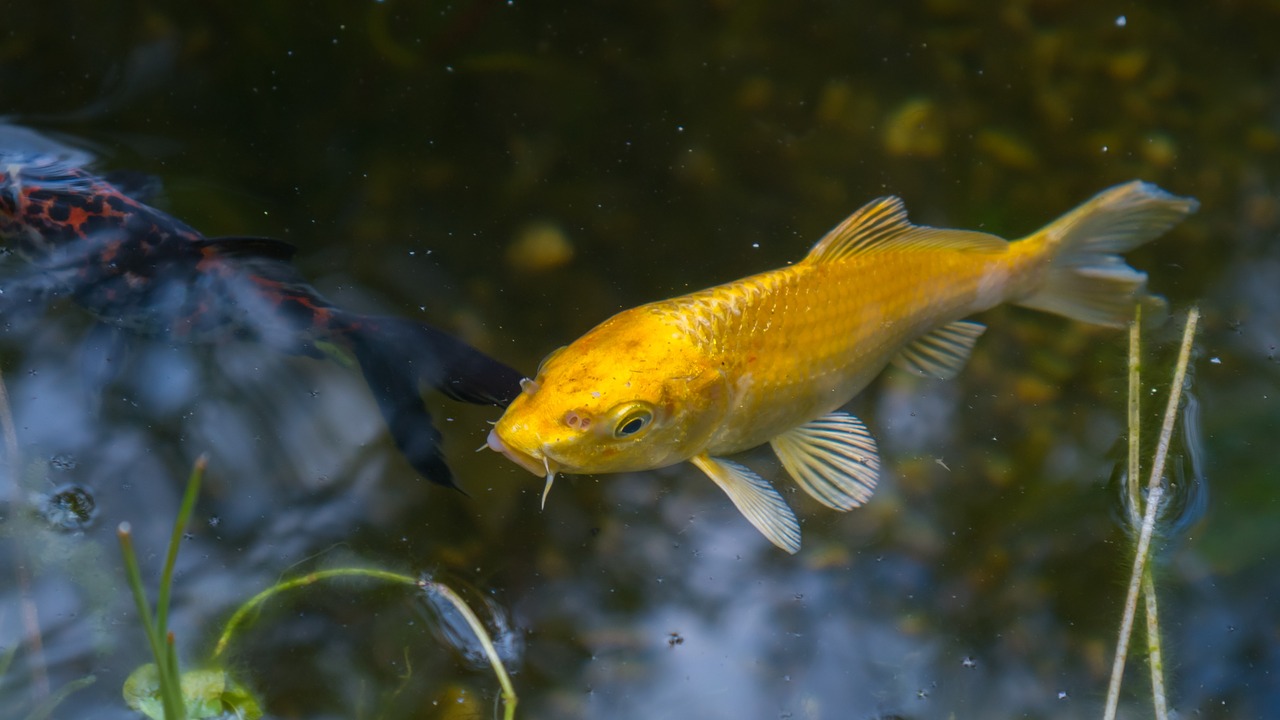 koi fish pond free photo