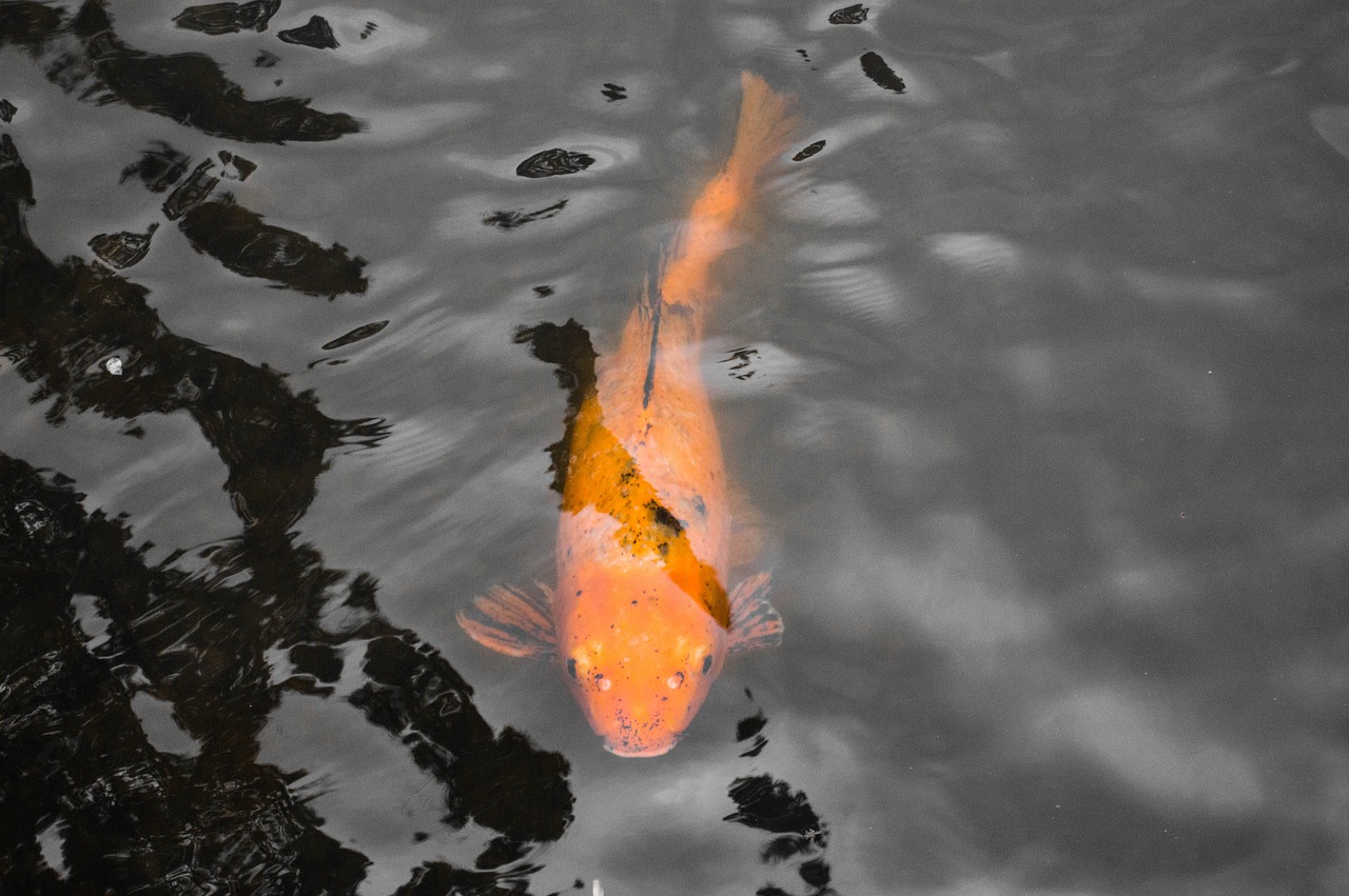 koi fish pond free photo