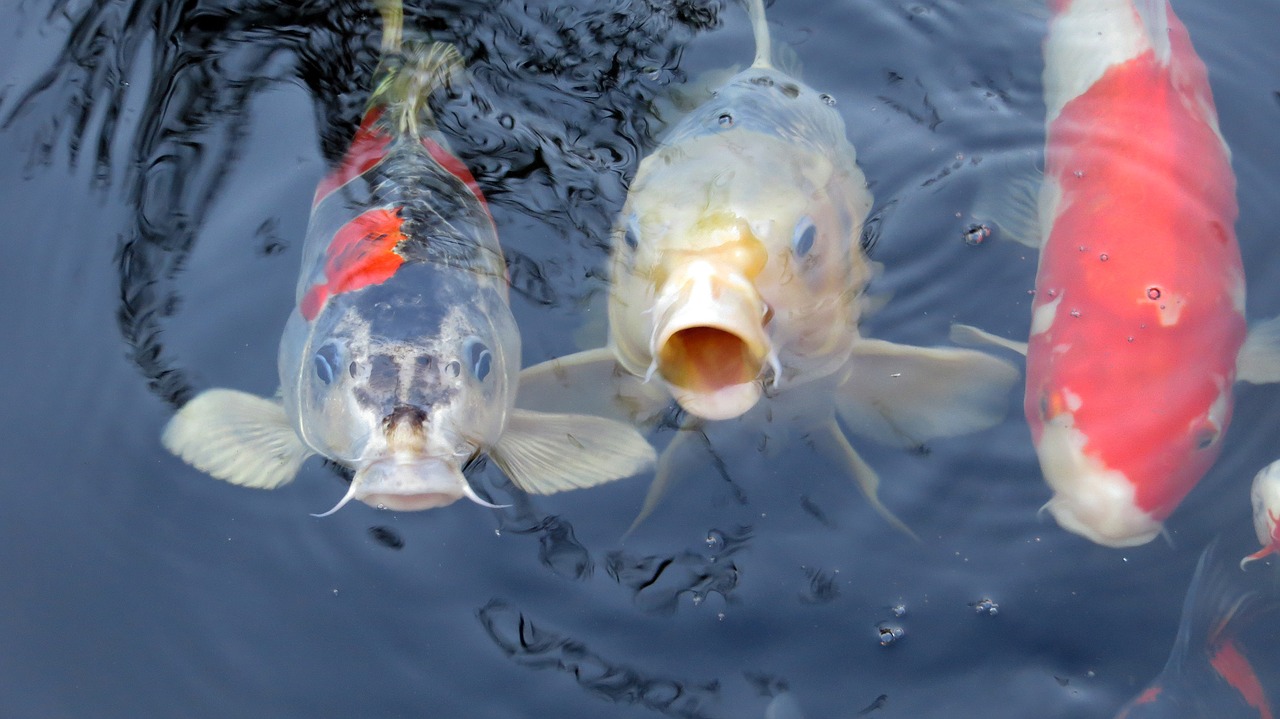 koi koi carp fish free photo