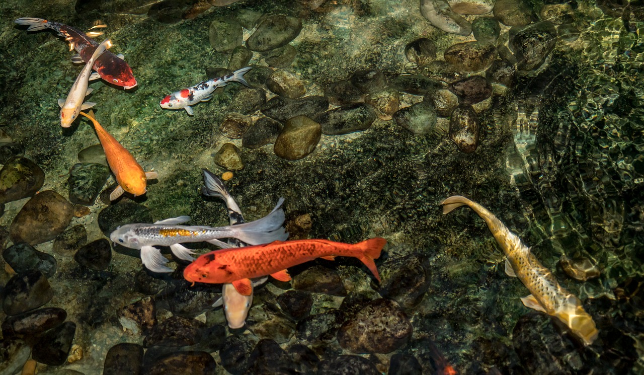 koi swimming pond free photo