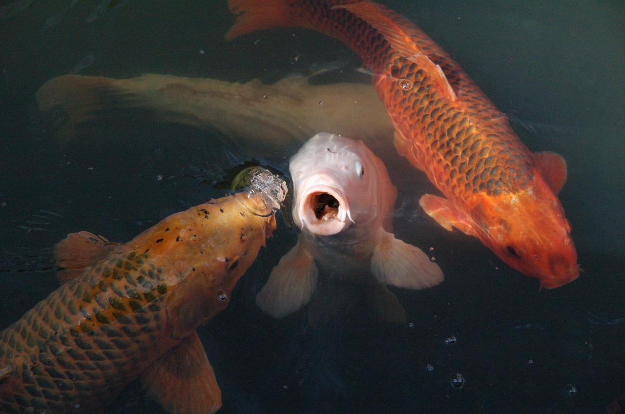 koi fish koi carp free photo