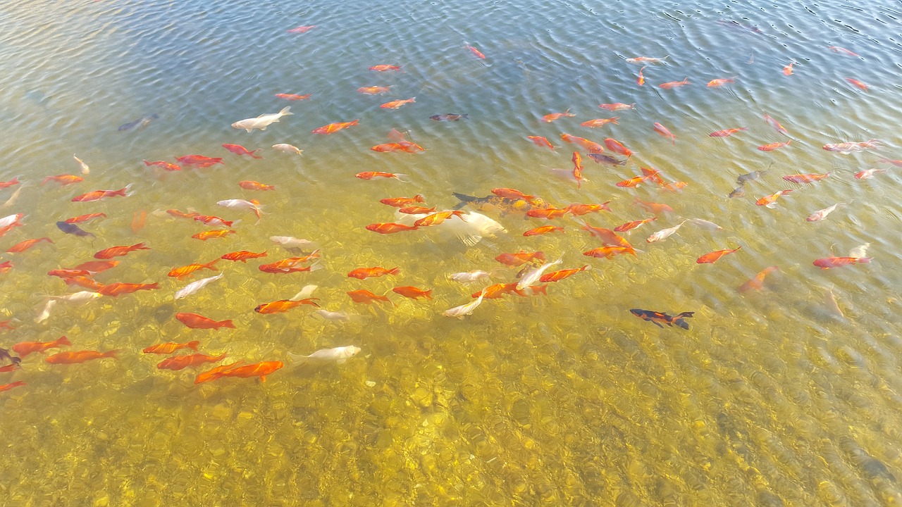 koi goldfish water free photo