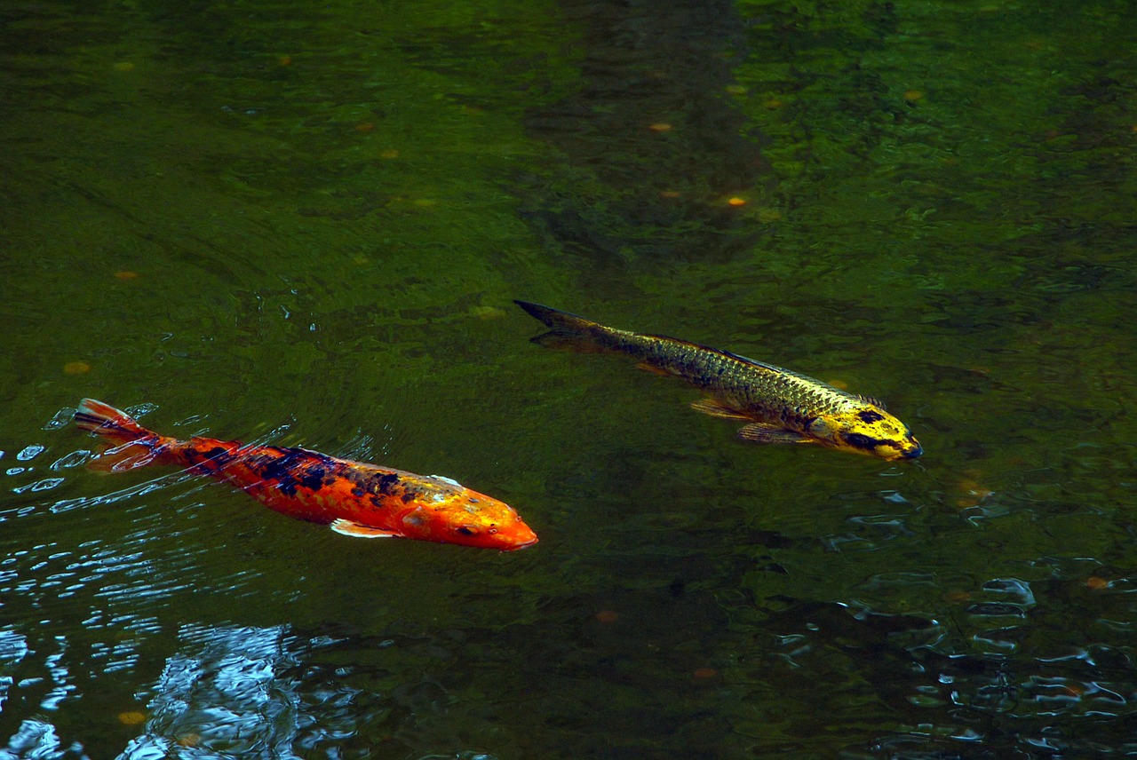 koi pond fish free photo