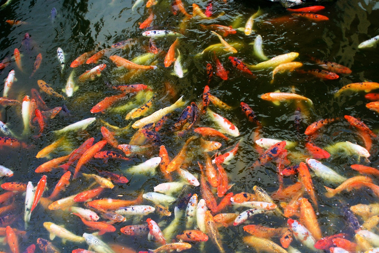 koi fish colorado bell free photo