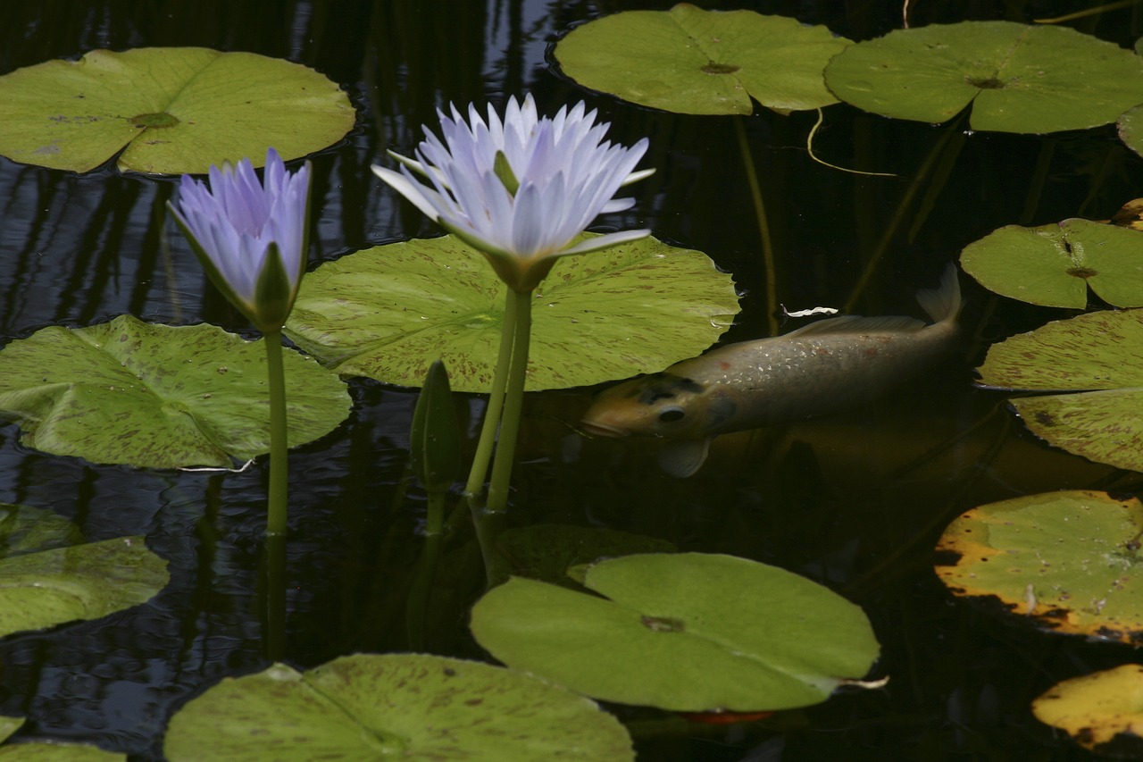 koi  pond  flower free photo