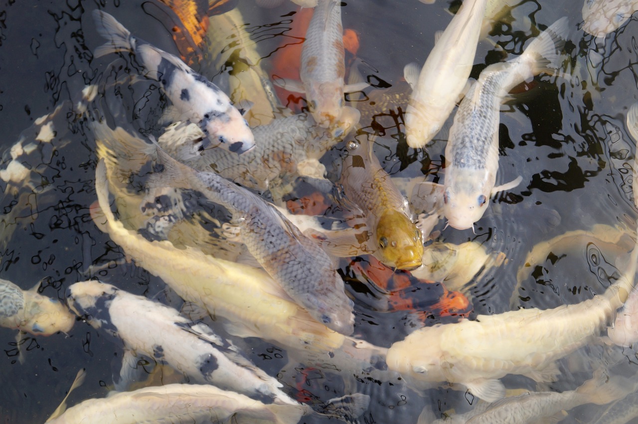 koi  fish  carp free photo