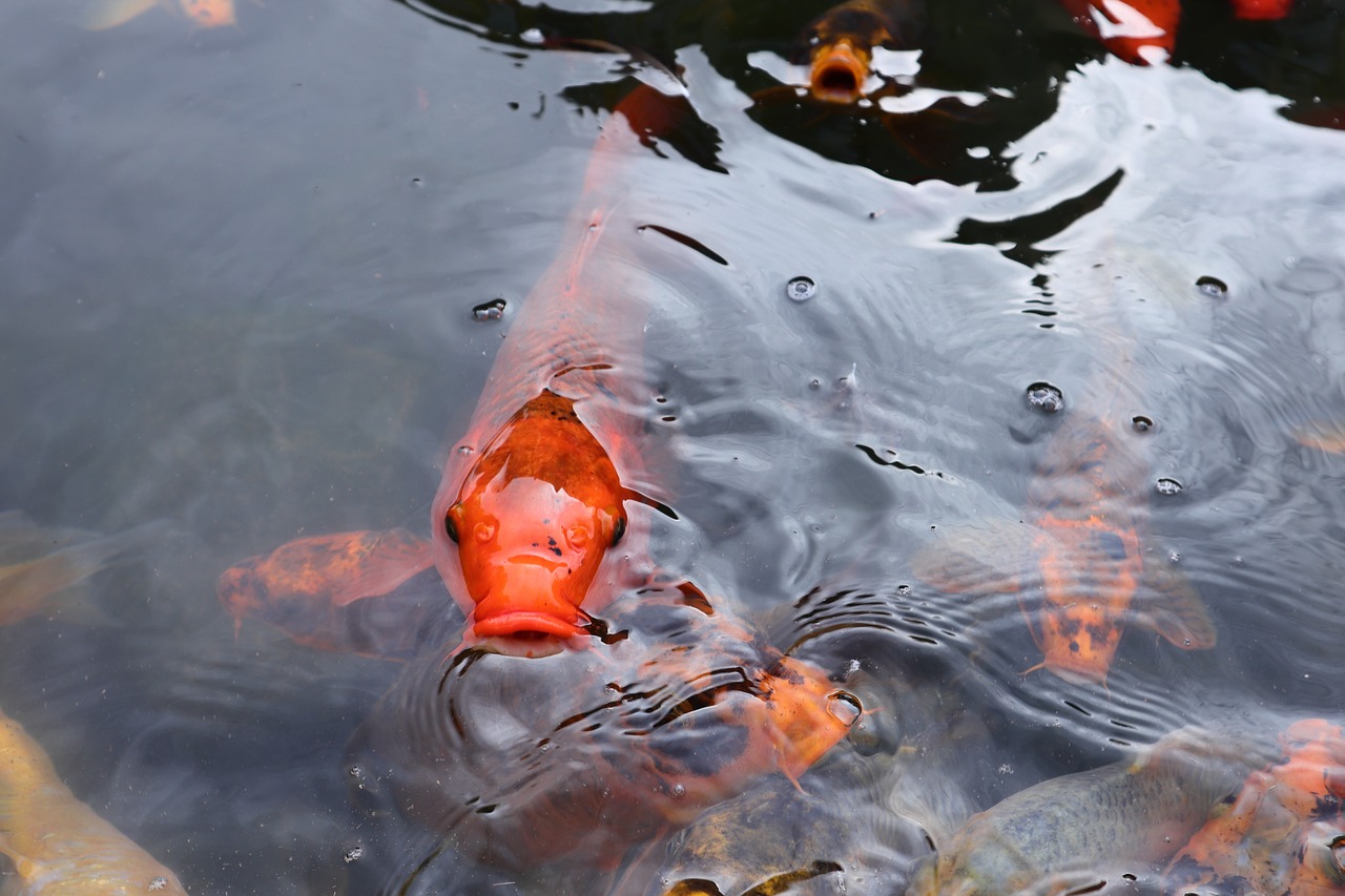 koi  koi pond  fish free photo