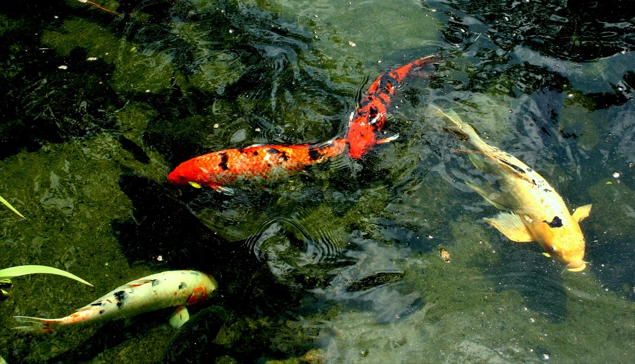 koi fish swim free photo