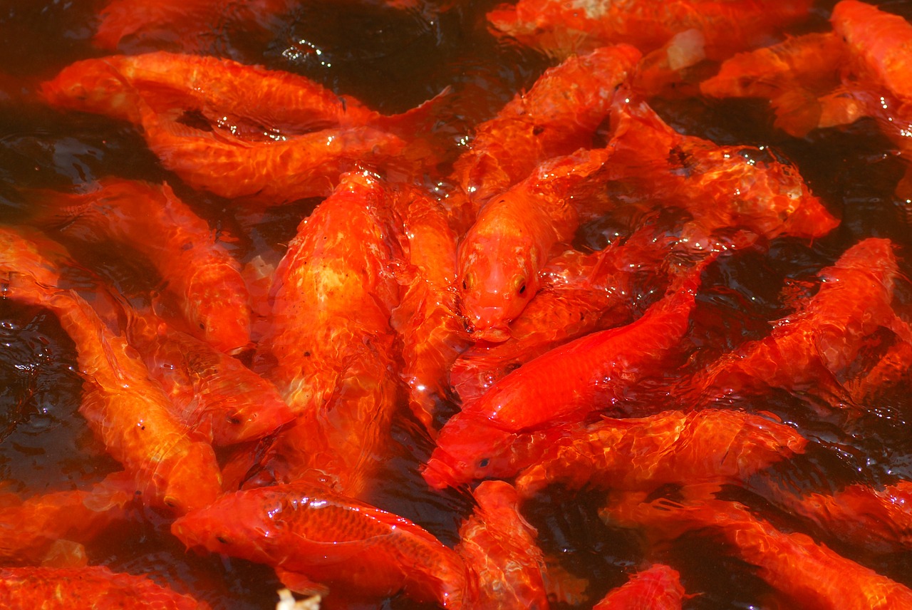 koi goldfish pool free photo
