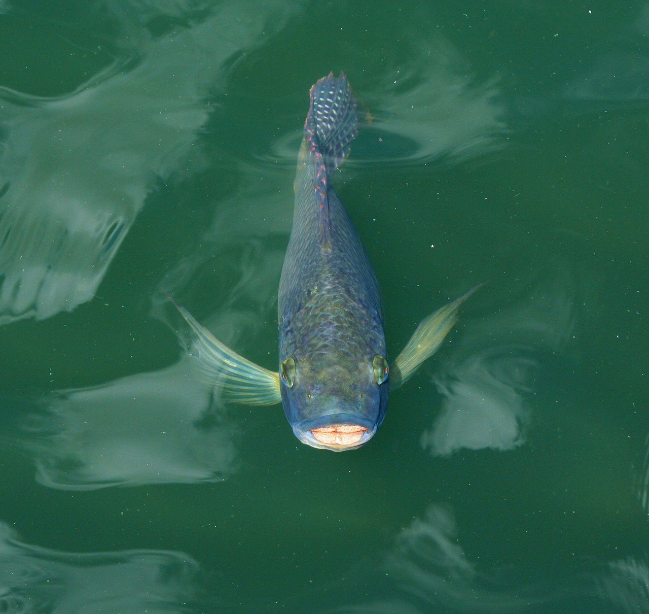 koi carp fish free photo