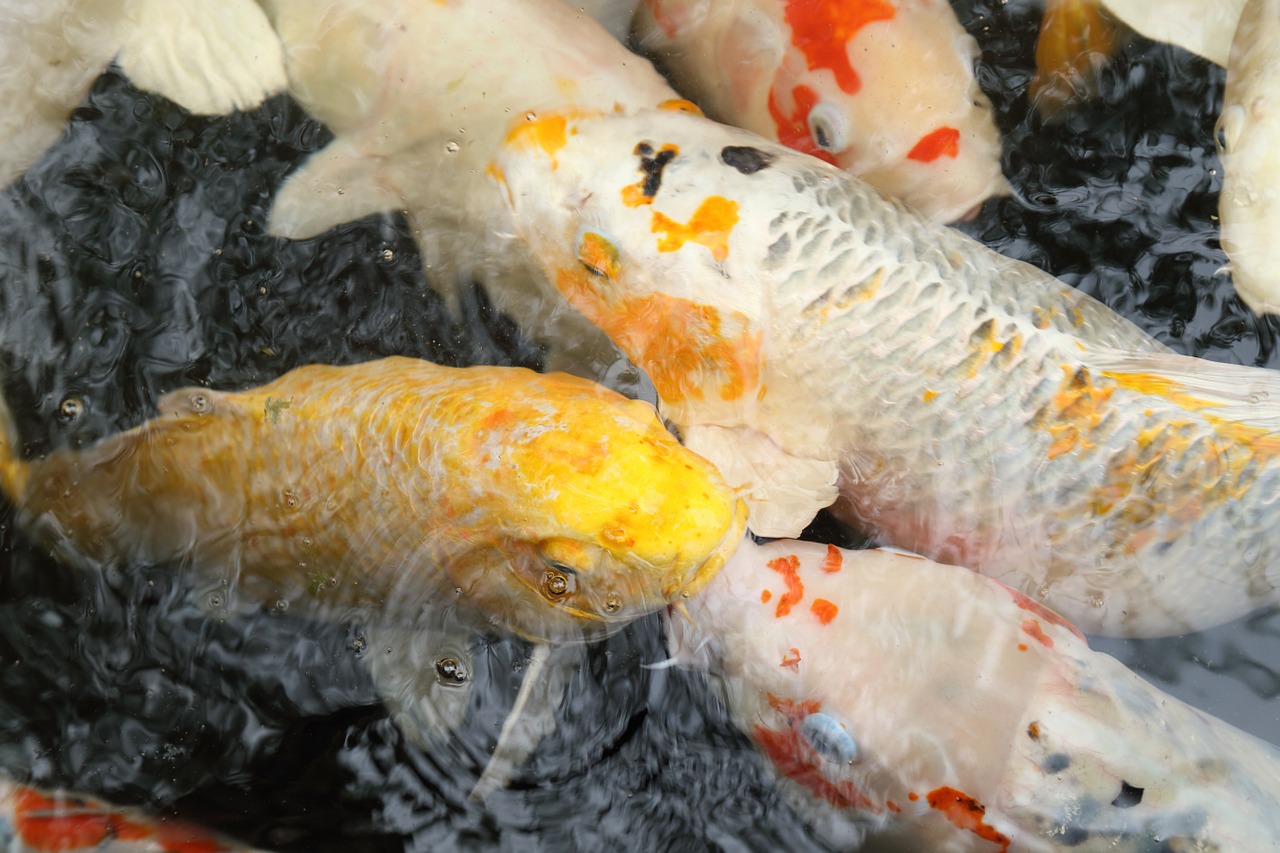 koi china wind water free photo