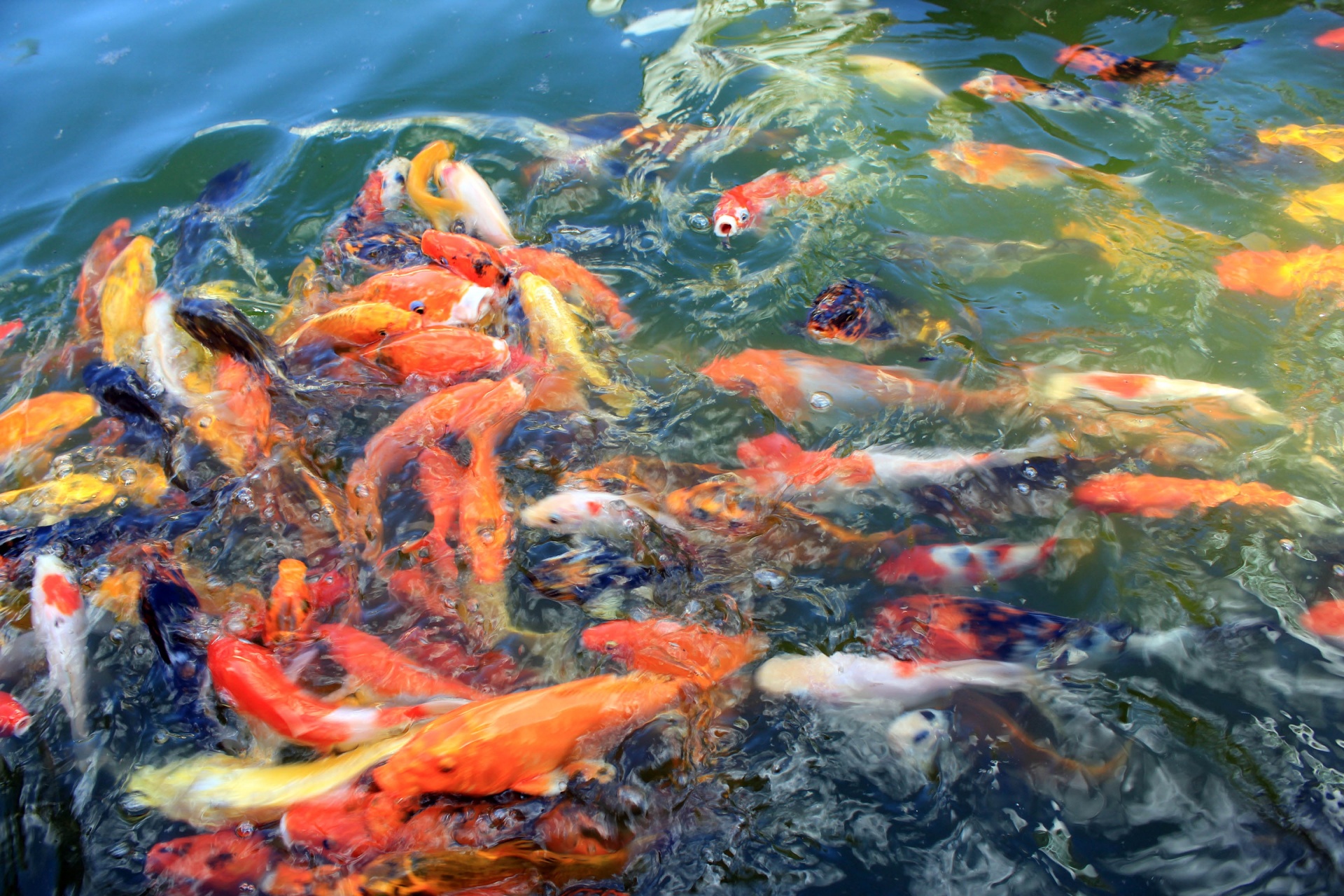 koi fish fish lake free photo